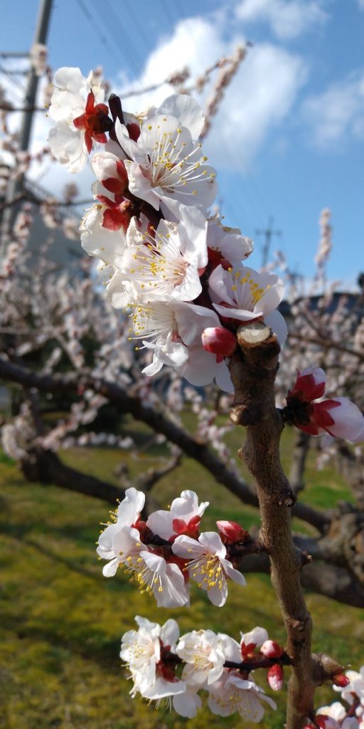 野花 のきょう の梅の花が見頃です 新着情報 国民宿舎 水明荘 水郷情緒あふれる 東郷温泉 の宿